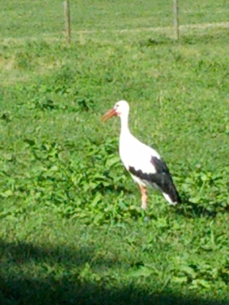 IMG_20120817_164757
